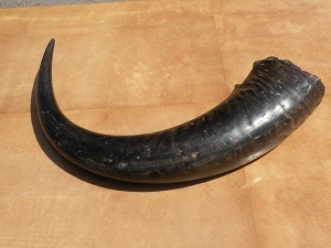 Corne de buffle Corne de buffle
